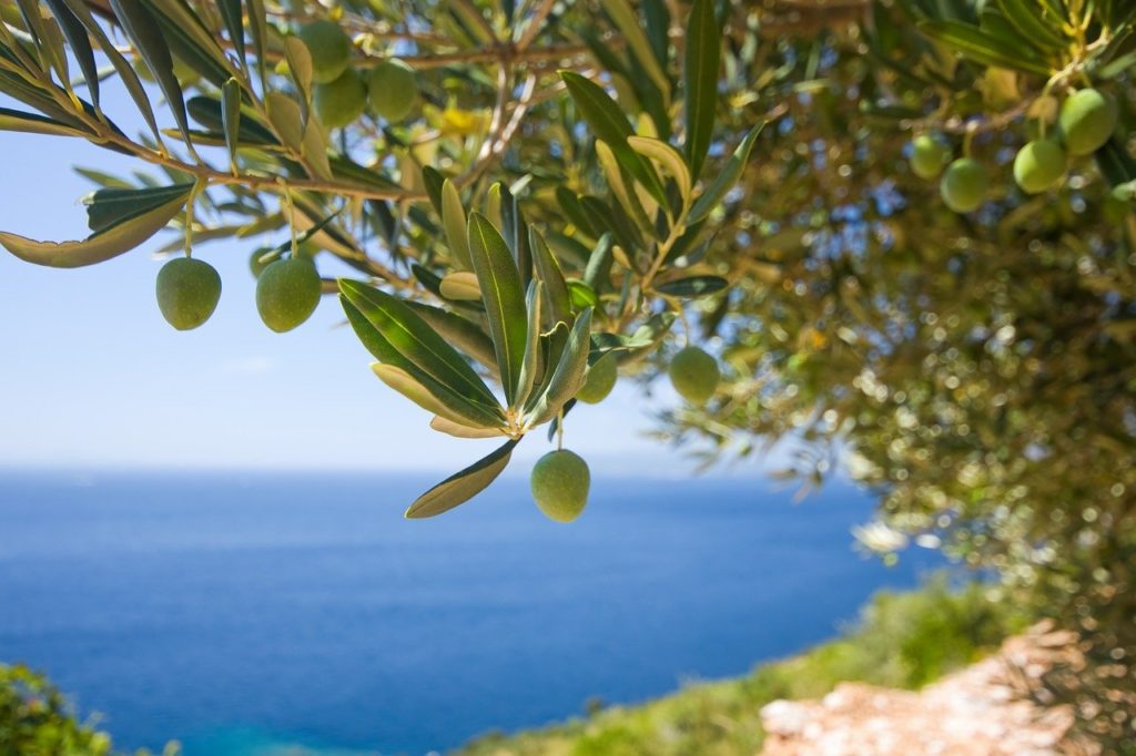 tree, olive, the olives